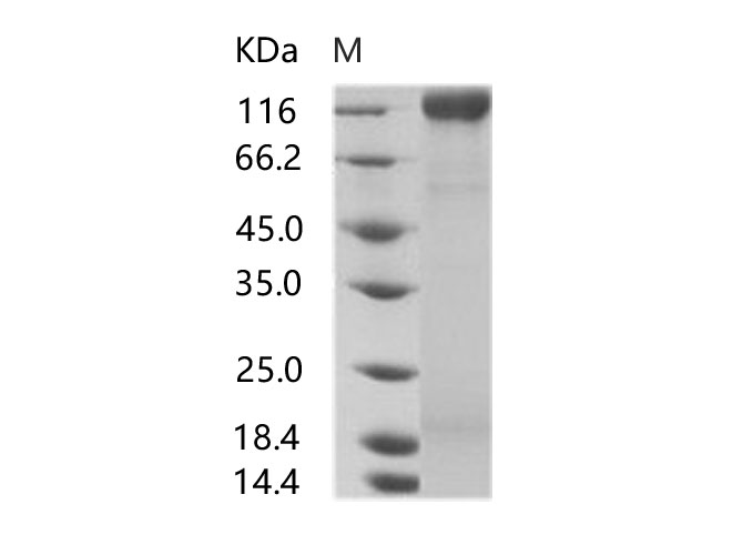 Валидация Elabscience PKSV030190(5967)