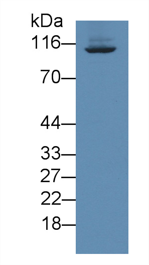 8467