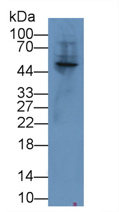 12020