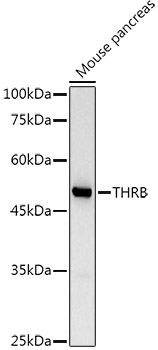 Валидация Elabscience E-AB-66591