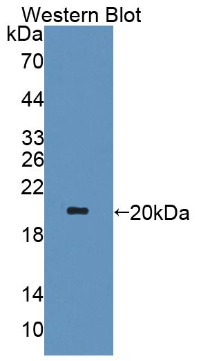 59531