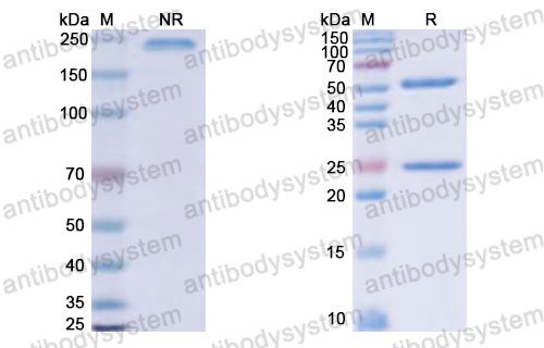 Валидация SDS-PAGE - AntibodySystem DHJ22703