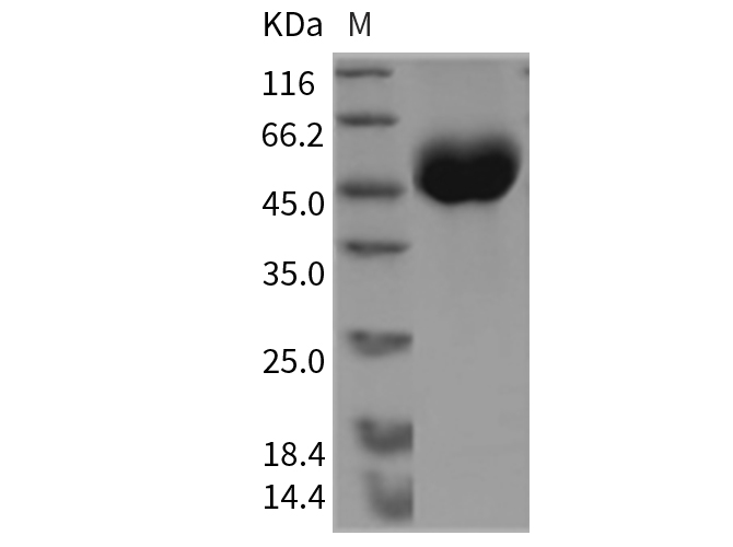 Валидация Elabscience PKSM040373(4375)