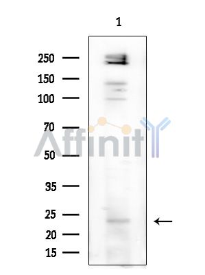 Валидация Affinity DF9615 - 22329