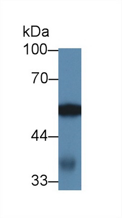 14117
