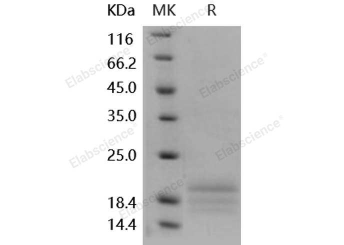 Валидация Elabscience PKSH031894(2511)