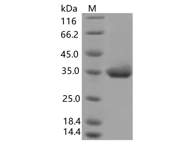 Валидация Elabscience PKSV030366(6103)