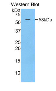 38503