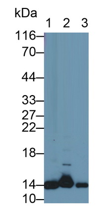 26565