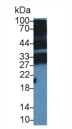 9815