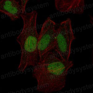 Валидация IF - AntibodySystem RHA28101