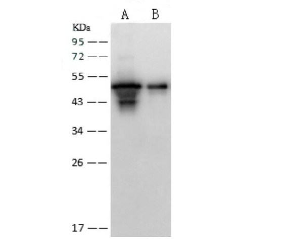 Валидация Elabscience E-AB-V1340