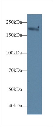 10209