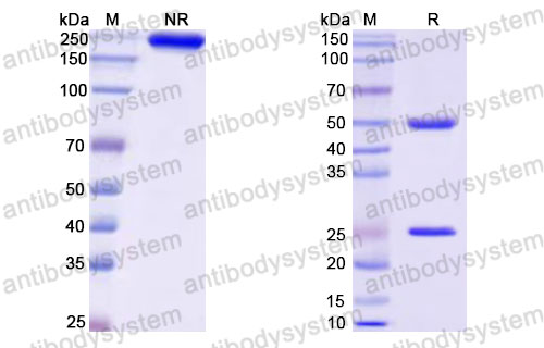 Валидация SDS-PAGE - AntibodySystem DHK16101