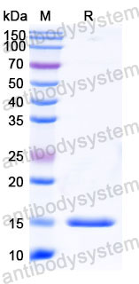 Валидация SDS-PAGE - AntibodySystem RHC02001