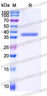 EHN57601, SDS-PAGE