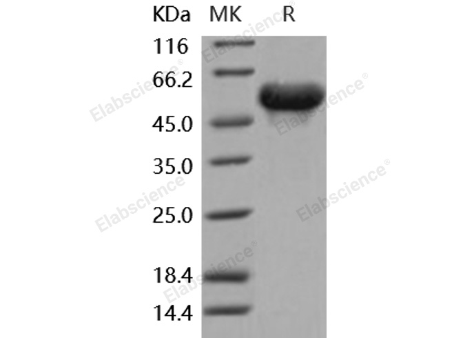 Валидация Elabscience PKSM040912(4859)