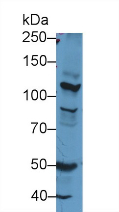 9645