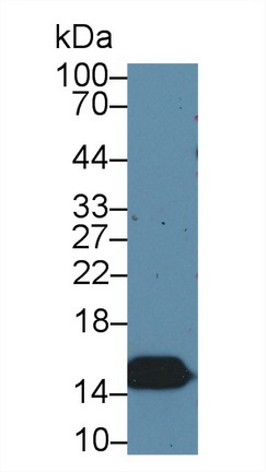 13523