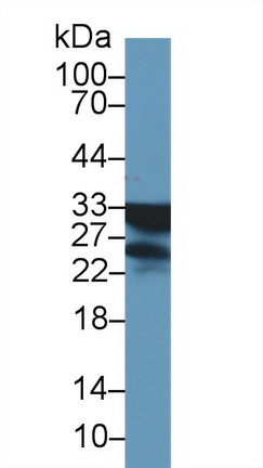 28719