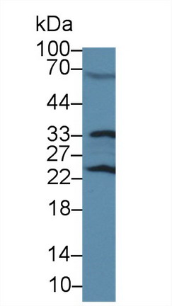 8554