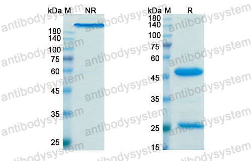 Валидация SDS-PAGE - AntibodySystem DHJ14401