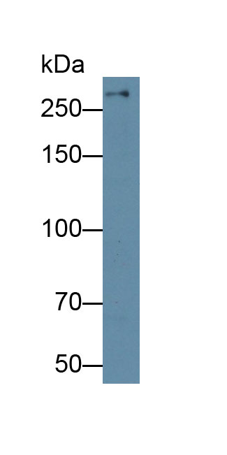 13566