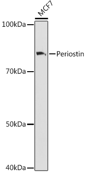 A9009, вестерн-блоттинг, лизат клеток MCF7 (15356)