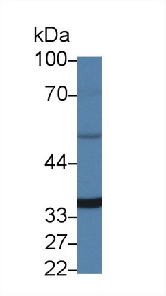 14333