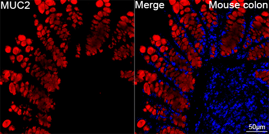 A27516, конфокальная микроскопия, ткань толстой кишки мыши (16203)