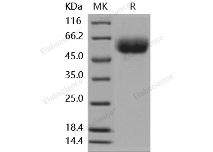 Валидация Elabscience PKSM040873(4829)