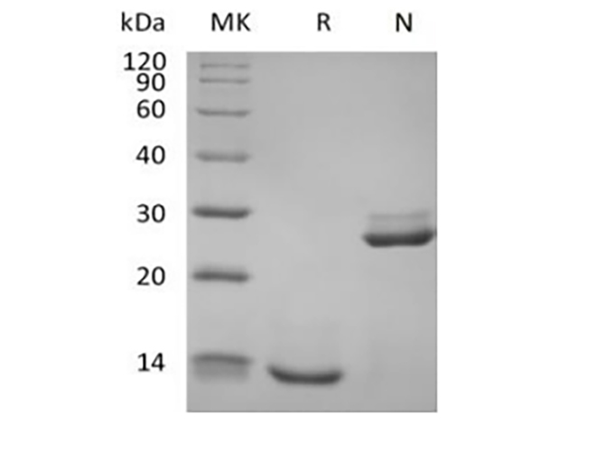 Валидация Elabscience PKSH034059(4289)