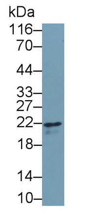 64944