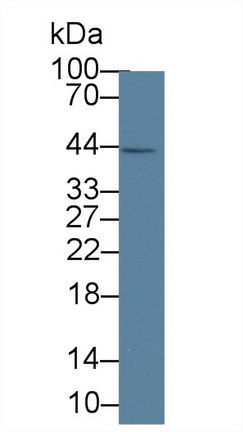 14834