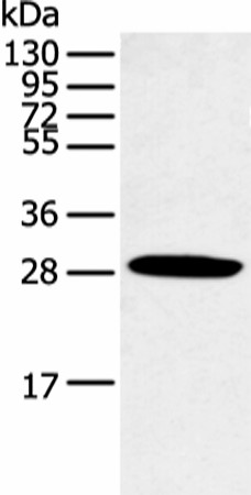 Валидация Elabscience E-AB-53366