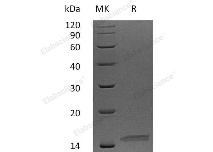 Валидация Elabscience PKSH032804(3222)