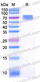 AHE59002, SDS-PAGE
