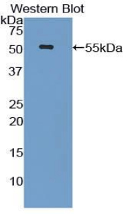 52735