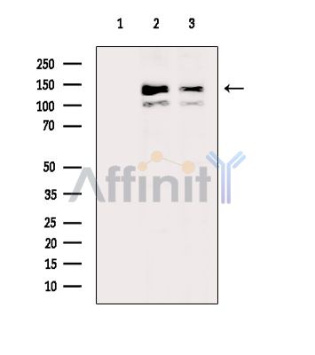 Валидация Affinity DF15132 - 11387