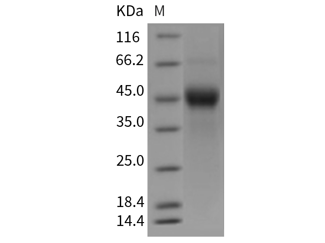 Валидация Elabscience PKSM040435(4433)