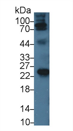 53253