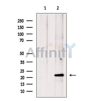 Валидация Affinity DF13729 - 9365