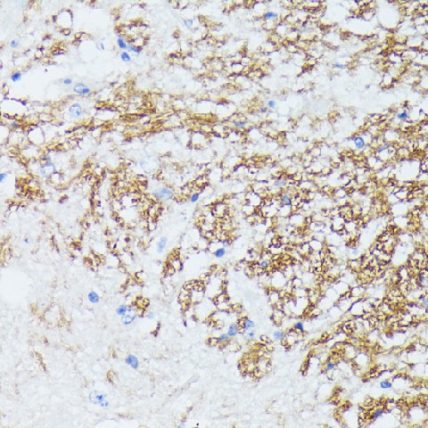 Валидация Elabscience E-AB-65239