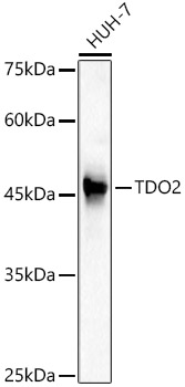 Валидация Elabscience E-AB-92740
