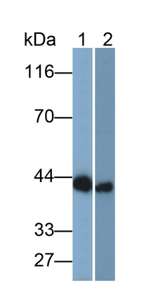 3746