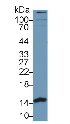 10248