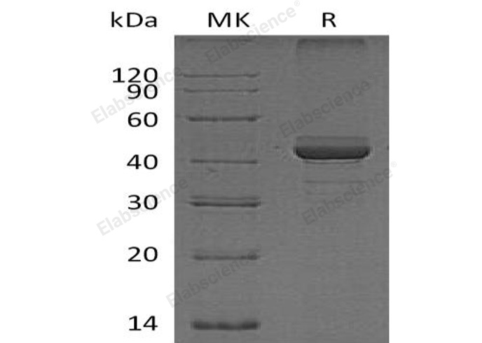 Валидация Elabscience PKSH032428(2906)