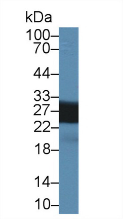 14403