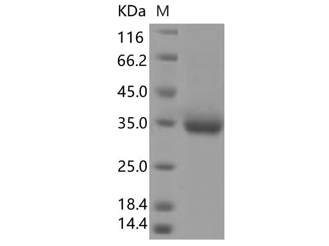 Валидация Elabscience PKSV030421(6146)