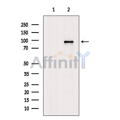 Валидация Affinity DF2753 - 13484